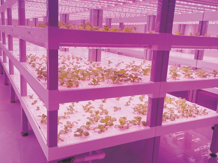 在物美植物工廠里，通過LED燈的照射，蔬菜散發(fā)勃勃生機。受訪者供圖